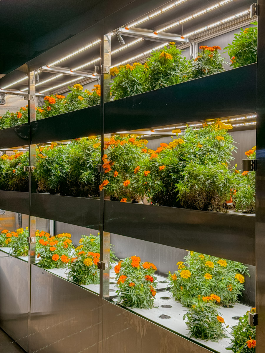 Shelves of plants with flowers