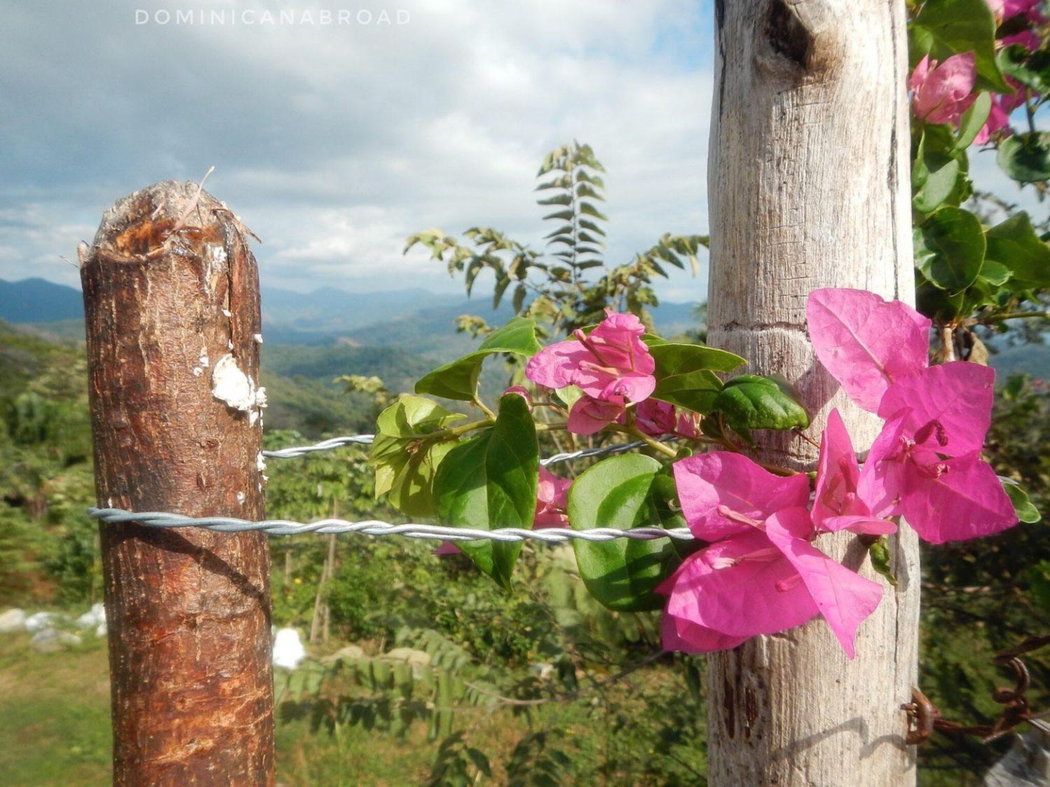 Pink Bougainvillea flowers on a tree with the mountains and clouds in the background.