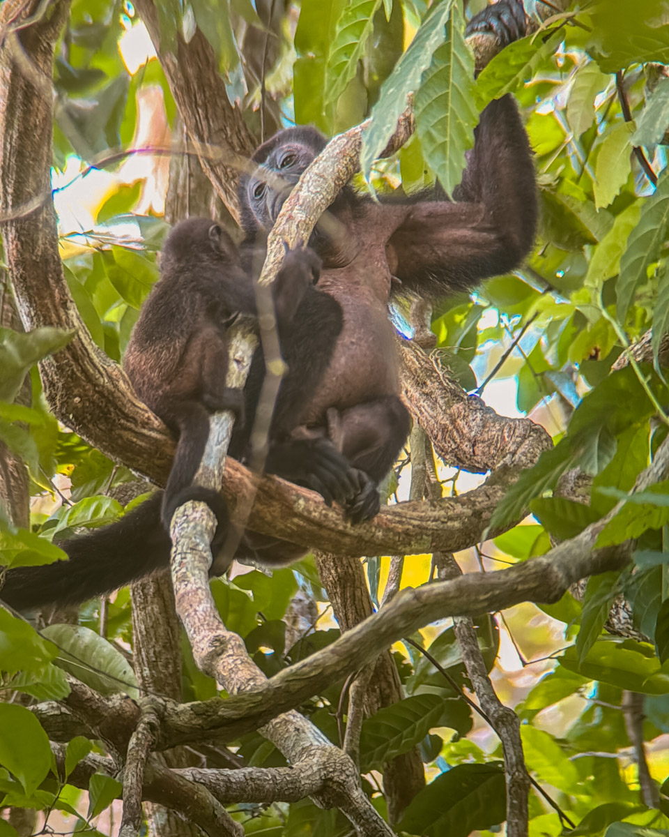 A monkey and a smaller one sitting on a tree.