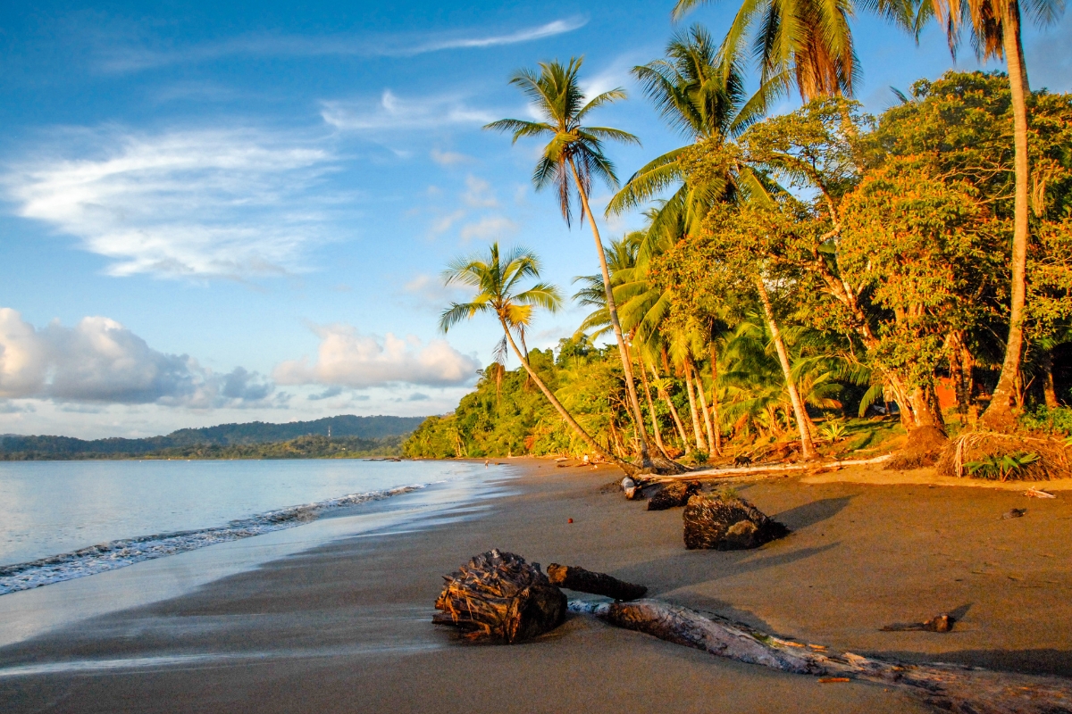 An empty beach with trees in Costa Rica.