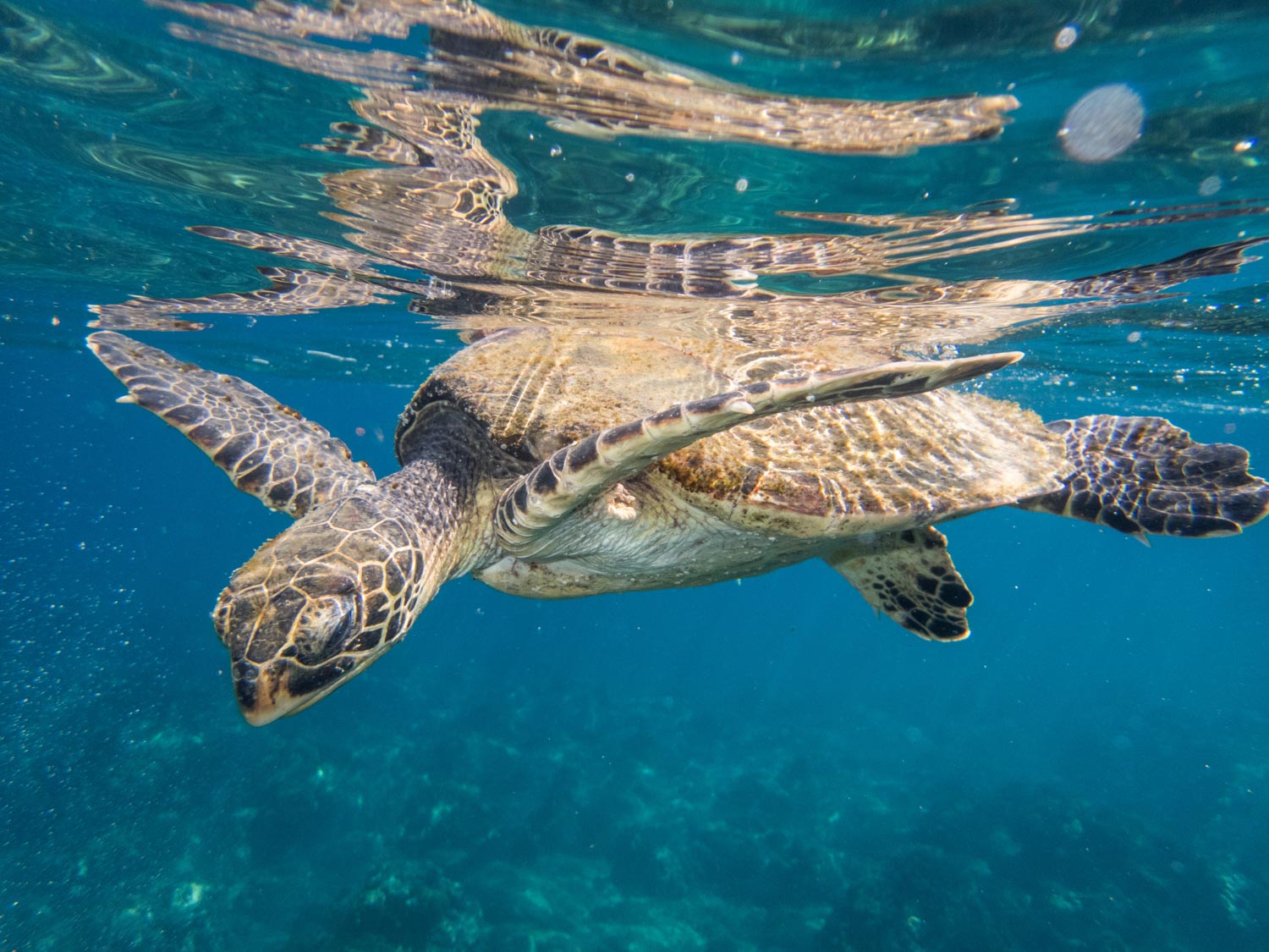 A turtle swimming in the sea at Golfo Dulce, Costa Rica.