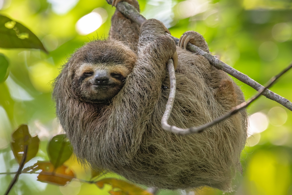 A sloth hanging on a tree branch.